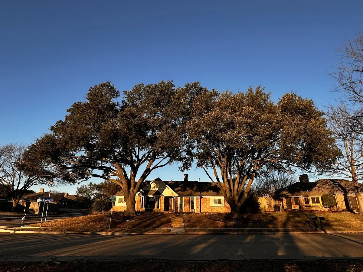 Established residential canopy tree shading a home in Albion